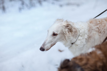Obraz na płótnie Canvas White Russian Greyhound Dog