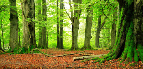 Obraz premium Prawie naturalny las, ogromne, sękate buki, porośnięte mchem