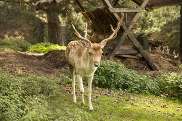 Cervo nel parco nazionale della Sila, regione Calabria IT