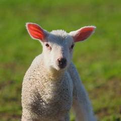 Portrait of young lamb with red ears in spring