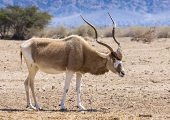 Fotobehang Due to danger of extinction, curved horned antelope Addax (Addax nasomaculatus) was introduced and adopted in nature reserve near Eilat, Israel © sergei_fish13