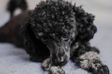 cute black toy poodle lies