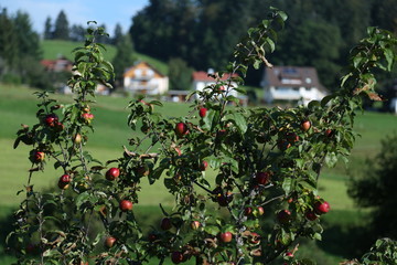 Apple Tree in German Countryside