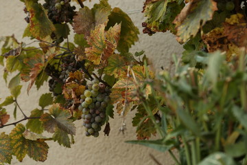 Grapes on a Vine