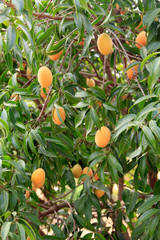 The Maprang or Mayongchid or Marian Plum and Plum Mango on tree , fruit of thailand .