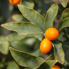 Orange citrus fruits on a Kumquat tree