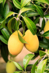The Maprang or Mayongchid or Marian Plum and Plum Mango on tree , fruit of thailand .