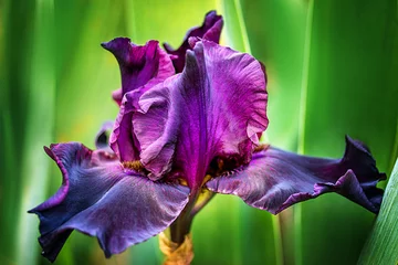Fotobehang Iris paarse iris bloemen