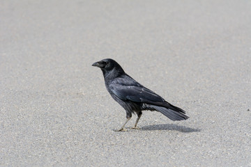 Krähe, Rabe auf der Strasse