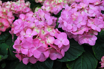 Pink hydrangea flowers