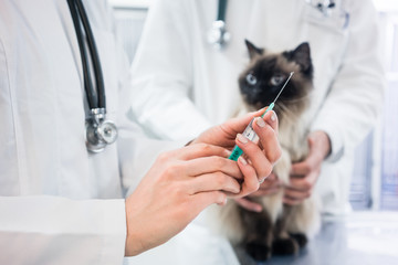 Katze schaut auf Impfung oder Sprite, die von einem Tierarzt vorbereitet wird
