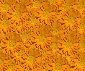 Marigold (Calendula) Pattern