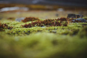 Brown Plants in Moss