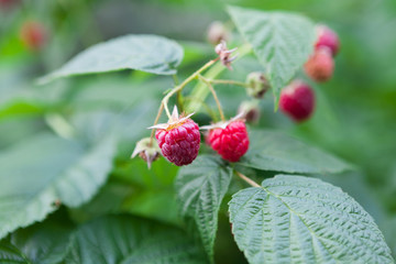Lots of red ripe raspberries on a bush