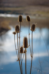 Closeup of dried wildflowers with blue sky reflected in stream - selective focus