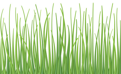 Fototapeta na wymiar High quality textured green grass on white background, seamless vector illustration.