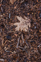 single leaf laying on ground in forest on a pile of wood chips