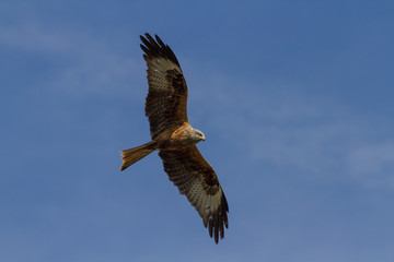 Red Kite (Milvus milvus) soaring in blue sky
