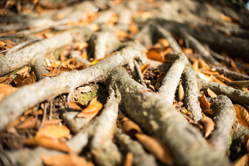 Twisted Tree Roots 