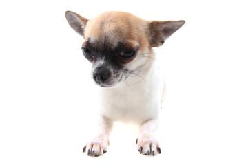 chihuahua is resting