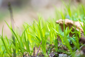 green grass sprouted in the forest