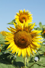 Beautiful sunflowers in the field on blue sky background, closeup