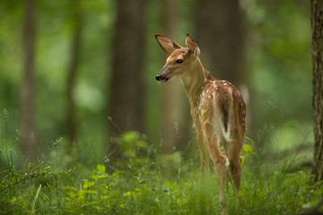 Whitetail Deer-Fawn