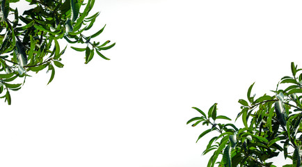 Naklejka premium green leaves on white background, copy space for text.