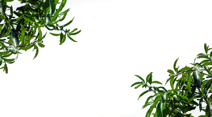 green leaves on white background, copy space for text.