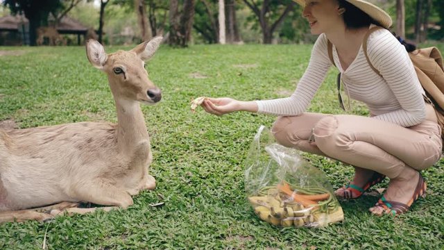 Young happy woman feeding little deer in zoo during travel in national park