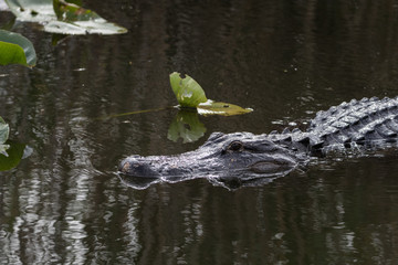 American alligator