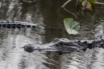 American alligator