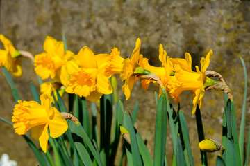 Viele Gelbe Osterglocken im Frühling