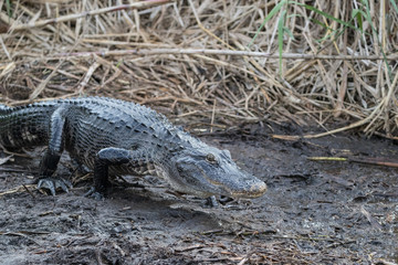 American alligator