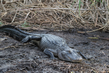 American alligator