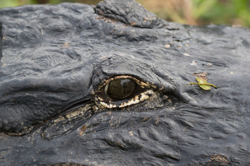The American alligators eye.