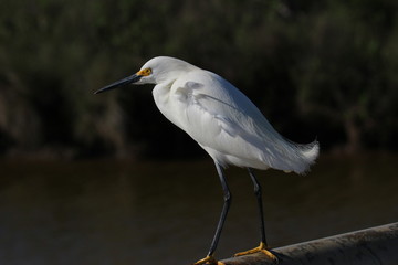 Egret in Wait