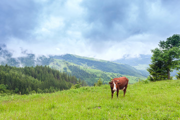 Fototapeta na wymiar brown cow on a carpathians mountain pasture. Ukraine.