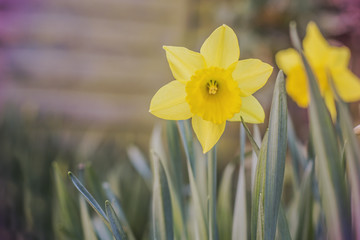 Obraz premium daffodil