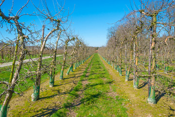 Budding fruit trees in an orchard in spring