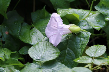 Convolvulus flower in drops after rain