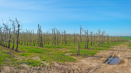Obraz premium Budding fruit trees in an orchard in spring