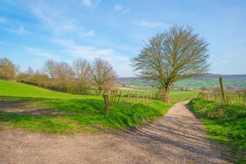 Fototapeta na wymiar Path through a field in spring