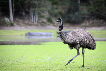Fototapeta premium Emu