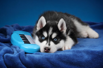 Cute Siberian Husky puppy with synthesizer © adyafoto