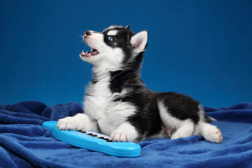 Cute Siberian Husky puppy with synthesizer