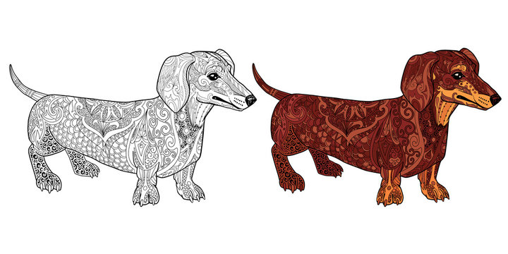 Decorative dachshund dog doodle illustration for adult coloring book with sample.