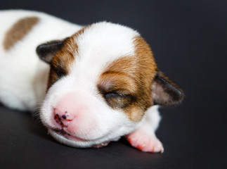 Jack Russell Terrier tricolor puppy, 1 weeks puppy old, indoor studio shoot on black background