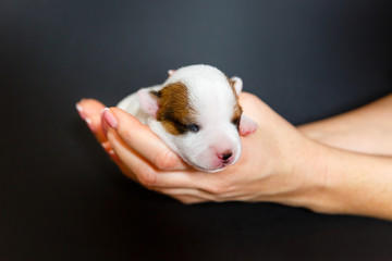 Jack Russell Terrier tricolor puppy, 1 weeks puppy old, indoor studio shoot on black background
