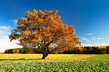 Solitäre Eiche im Herbst in voller Herbstfärbung unter blauem Himmel